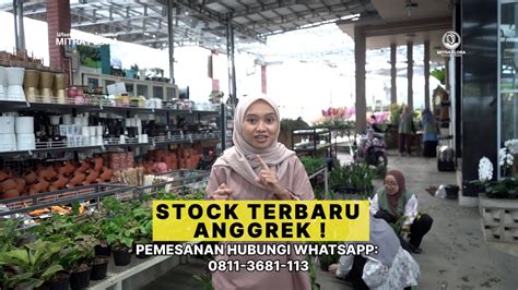 ANGGREK TERBARU READY STOCK LAGI ADA UNDIAN MENARIK STOCK