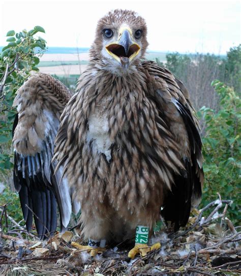 Юрий Лебедев и его подшефные орлы