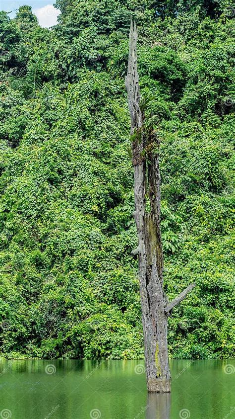 Trunk Of Dead Ulin Tree Eusideroxylon Zwageri In The Middle Of A Lake