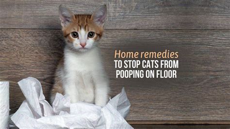 5 Home Remedies To Stop Cats From Pooping On Floor