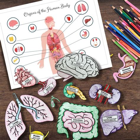 Human Body Systems Life Size Organ Tracing Coloring Matching