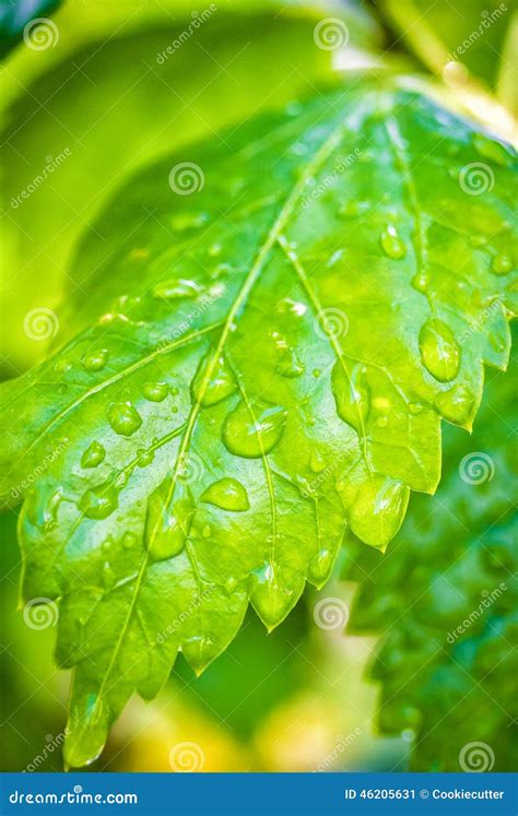 Gota De Lluvia En Una Hoja Verde Imagen De Archivo Imagen De Hojas