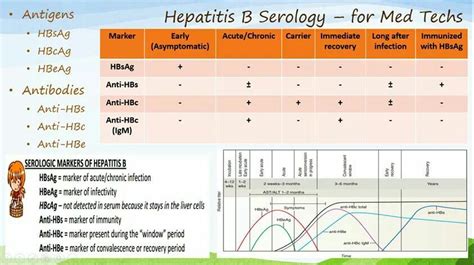 Hepatitis B Serology Chart - Ponasa