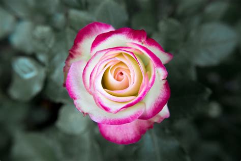 Free Images Blossom Flower Petal Red Pink Flora Close Up Bud