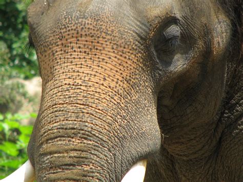 Endangered and Extinct Animals: Facts on the Asian Elephant