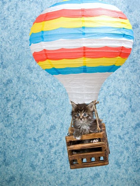 Maine Coon Kitten In Hot Air Balloon Stock Photo Image Of Drift Long 9349764