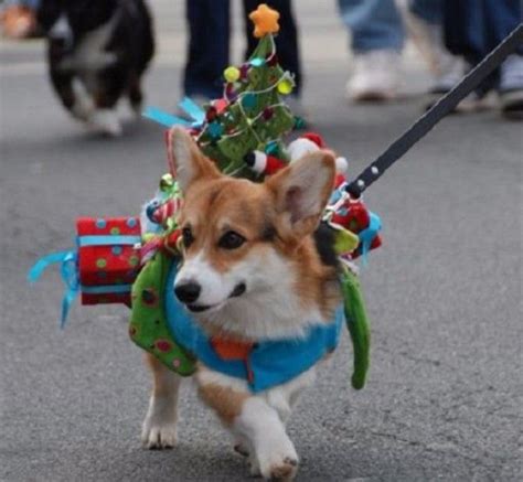 Top 10 Funny Festive Dogs Dressed As Christmas Trees Festive Dog