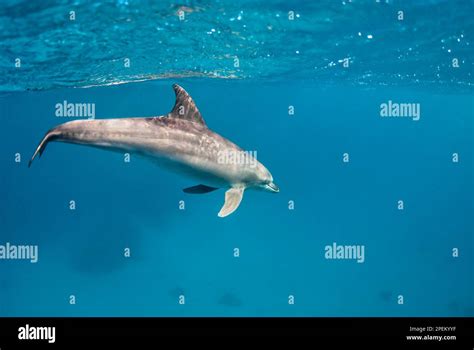 A Dolphin Tursiops Aduncus Swims Under The Surface Of The Ocean Stock