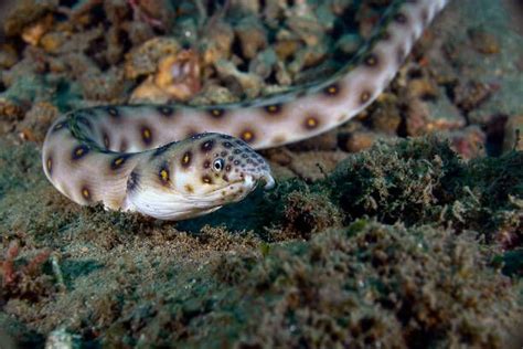 How Long Can a Snake Stay Underwater? | Underwater, Snake, Types of snake