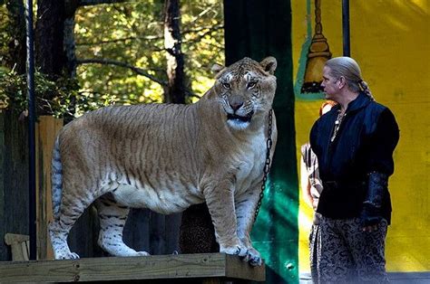 Hercules The Liger The Largest Cat In The World Decades Past Lions