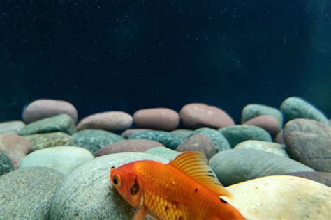 How To Treat Ammonia Poisoning In Fish Reasonspreventions