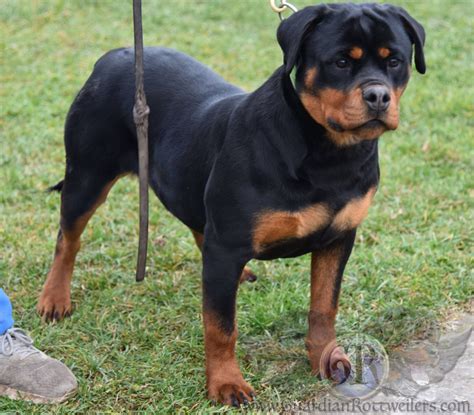 Baklja Of Nikolas Lion Guardian Rottweilers