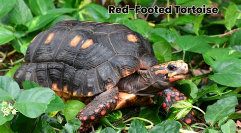 Top 10 Largest Tortoise Species in The World - Top Ten Knowledge