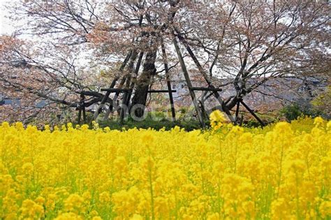 桜と菜の花の競演 No 3262538｜写真素材なら「写真ac」無料（フリー）ダウンロードok