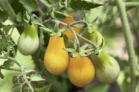 How to Grow and Care for Yellow Pear Tomato