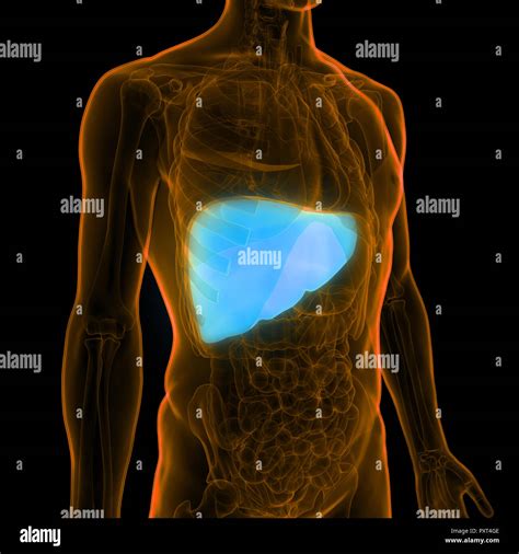 Anatomie Der Leber Stockfotografie Alamy