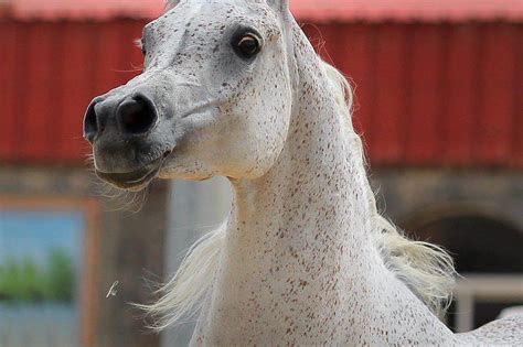 Cavalo puro sangue árabe Horse pure Arabian blood Flickr