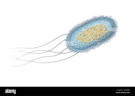 Abbildung Der Escherichia Coli Oder E Coli Bakterien E Coli Ist Ein