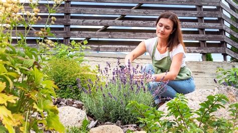 Snoeien In De Zomer Welke Planten En Hoe