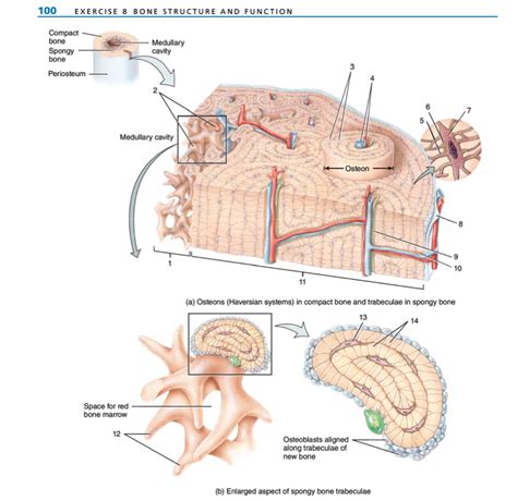 Solved 100EXERCISE 8 ﻿BONE STRUCTURE AND FUNCTION(a) | Chegg.com