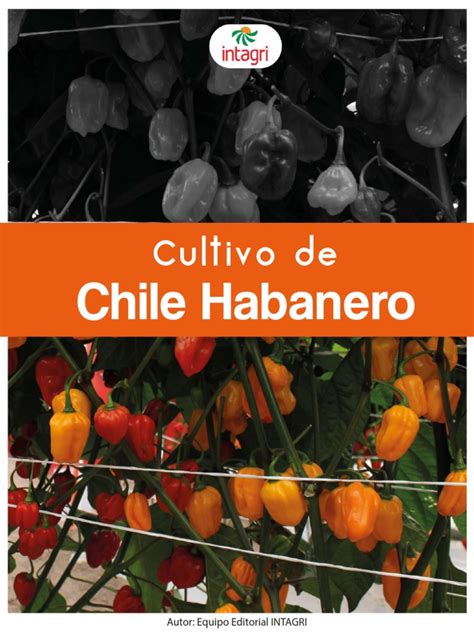 Cultivo de Chile Habanero | PDF | Riego | Agricultura