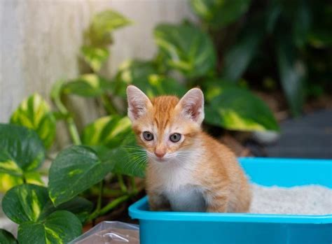 Gato usando a caixa sanitária frequência quando se preocupar