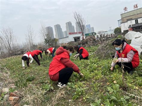 我为城市添抹绿 巾帼助力环境整治 澎湃号·政务 澎湃新闻 The Paper