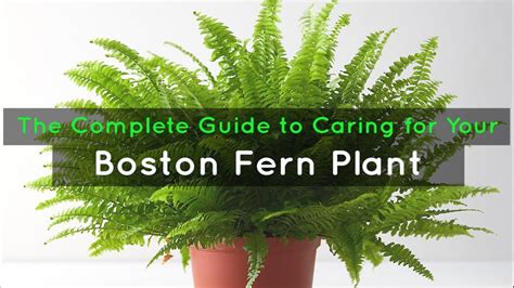 The Complete Guide To Caring For Your Boston Fern Plant Youtube