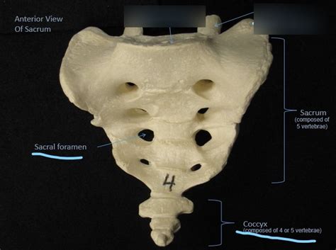 Anatomy And Physiology Lab Exam Bones And Markings Of The Skull And