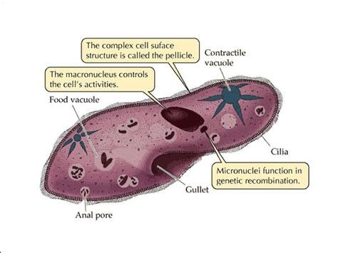 Protist Cell Structure Diagram