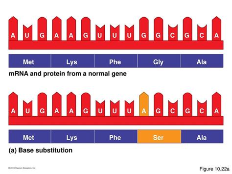 The Structure And Function Of Dna Ppt Download