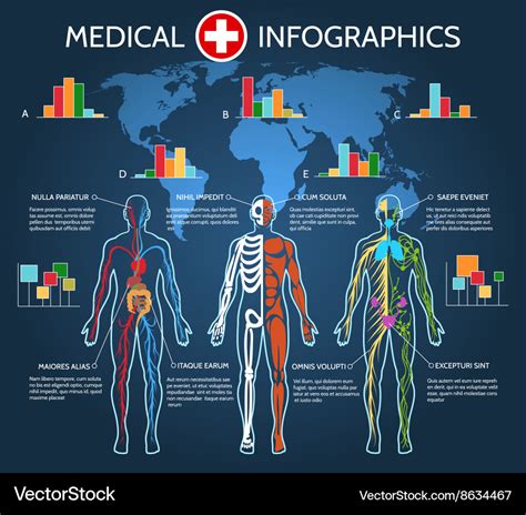 Anatomy Of The Human Body Information Infographic Illustration Stock