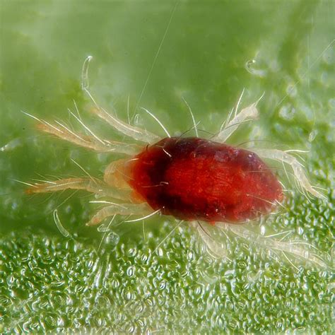 Arañita roja BioBee Peru