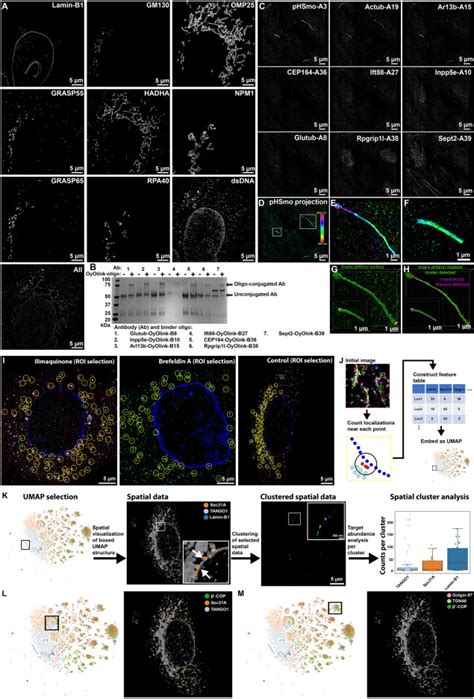 Unraveling Cellular Complexity With Transient Adapters In Highly