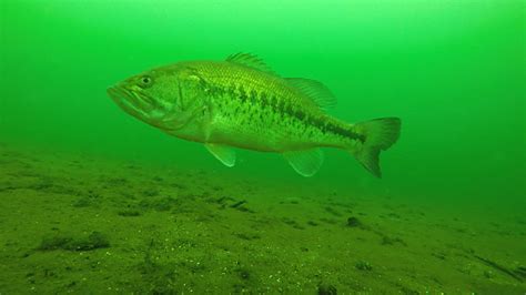 Largemouth Bass A Comprehensive Species Guide Wired2fish