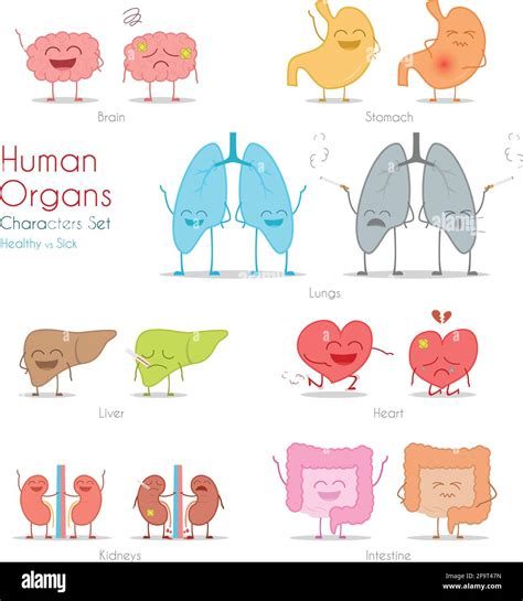 Ensemble D Organes Humains Sains Et Malades Dans Le Style De Dessin