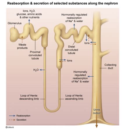 Tubular Reabsorption Proximal Tubule Loop Of Henle Distal