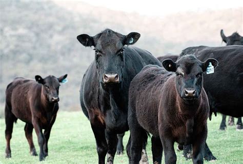 purchase black angus cattle   western