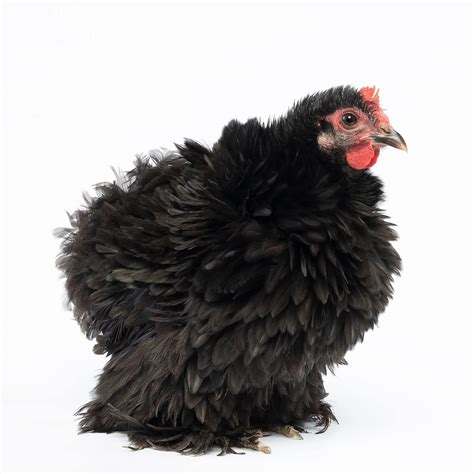 Baby Chicks Black Frizzle Cochin Bantam My Pet Chicken Day Old