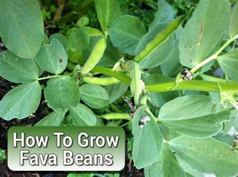 How To Grow Fava Beans