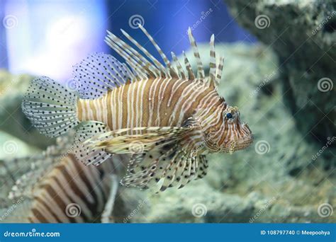 Lion Fish Are Swimming In The Coral Reef Stock Photo Image Of Life