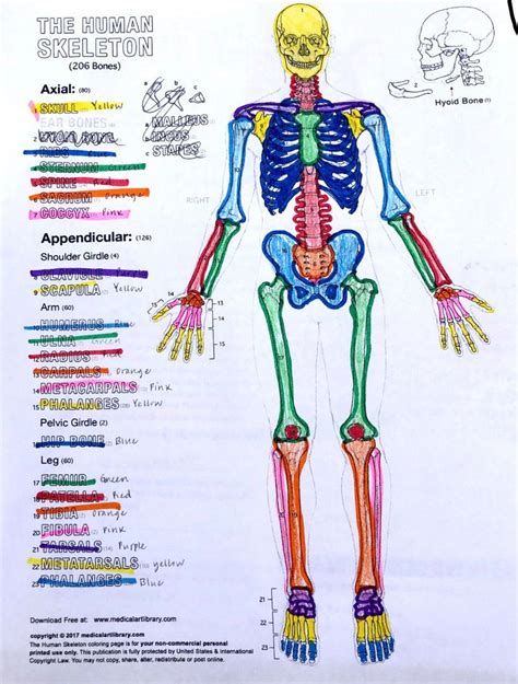 Free Axial Skeleton Coloring Pages