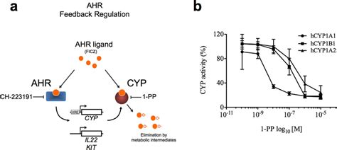 CYP1 Dependent AHR Activation In Human Immune Cells A Graphical