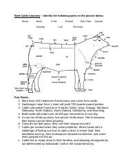 Beef Cattle Anatomy.docx - Beef Cattle Anatomy Identify the following parts on the picture below ...