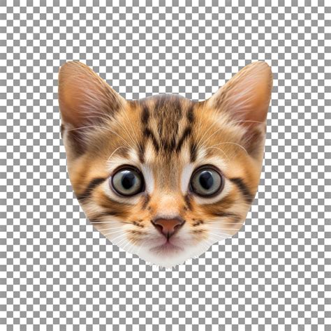 Premium Psd Cute Little Cat Face On Transparent Background