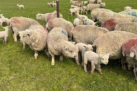 20 Organic Pedigree Southdown Breeding Ewes Lambs With Lambs At Foot