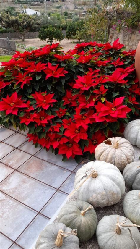 C Mo Cuidar Tu Poinsettia Una Vez Pasada La Navidad Florister A