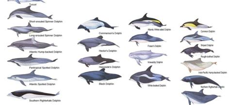 Dolphin Species – Dolphin Facts