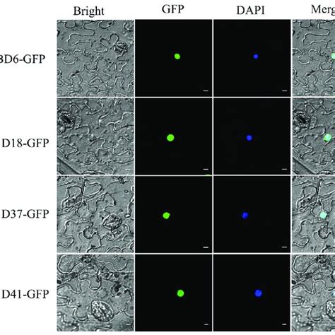 Subcellular Localization Of 35sdcalbd Gfp In Nicotiana Benthamiana