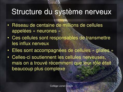 PPT Le système nerveux PowerPoint Presentation ID 934634